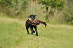 apportierender Labrador Retriever