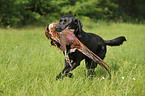 apportierender Labrador Retriever