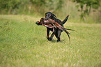 apportierender Labrador Retriever