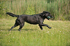 apportierender Labrador Retriever