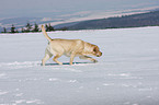 laufender Labrador Retriever