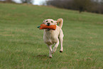 apportierender Labrador Retriever