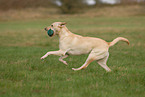 apportierender Labrador Retriever