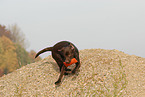 spielender Labrador Retriever