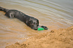 spielender Labrador Retriever