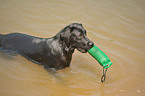 Labrador Retriever mit Dummy