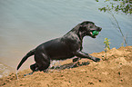 spielender Labrador Retriever