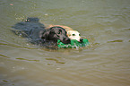 spielende Labrador Retriever