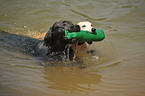 spielende Labrador Retriever