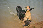 spielende Labrador Retriever