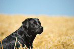 Labrador Retriever Portrait