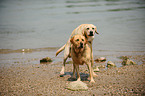 spielende Labrador Retriever