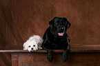 Labrador Retriever und Havaneser