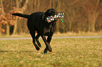 spielender Labrador Retriever