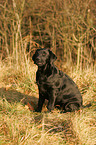 junger Labrador Retriever