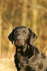 junger Labrador Retriever