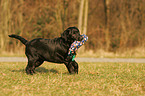 junger Labrador Retriever