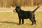 junger Labrador Retriever