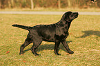 junger Labrador Retriever