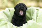 Labrador Retriever Welpe