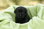 Labrador Retriever Welpe