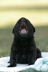 Labrador Retriever Welpe