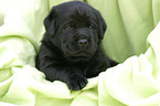 Labrador Retriever Welpe