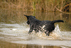 badender Labrador Retriever