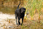 spielender Labrador Retriever