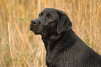 Labrador Retriever Portrait