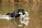 spielender Labrador Retriever