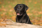 Labrador Retriever Portrait