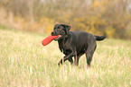 spielender Labrador Retriever