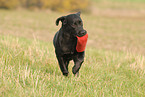 spielender Labrador Retriever