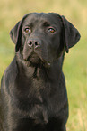 Labrador Retriever Portrait