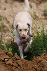 apportierender Labrador Retriever