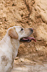 Labrador Retriever Portrait