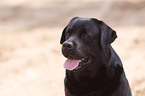 Labrador Retriever Portrait