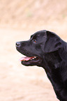 Labrador Retriever Portrait