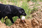 Labrador Retriever