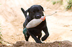 apportierender Labrador Retriever