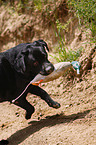 apportierender Labrador Retriever