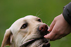 apportierender Labrador Retriever