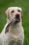 apportierender Labrador Retriever