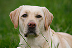 Labrador Retriever Portrait