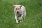 rennender Labrador Retriever