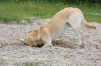 buddelnder Labrador Retriever