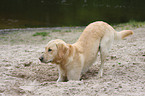 buddelnder Labrador Retriever