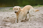 buddelnder Labrador Retriever