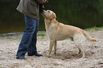 Labrador Retriever